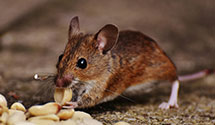 24 Hour & Emergency Exterminators in Hobbsville, NC